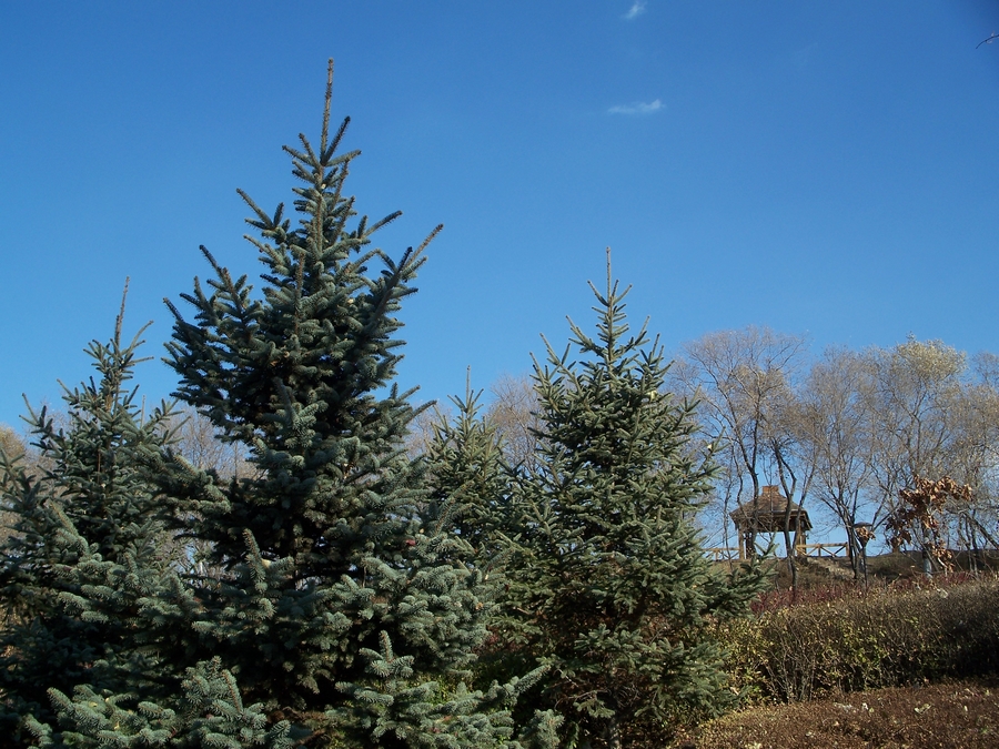 感受875迷人的色彩------再次向yuanbaojun好友致谢