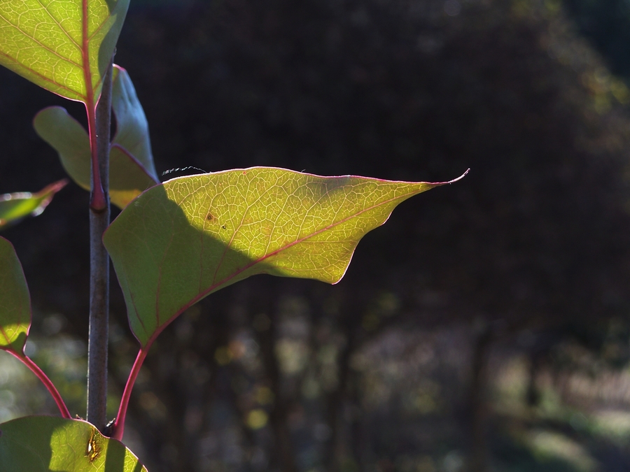感受875迷人的色彩------再次向yuanbaojun好友致谢