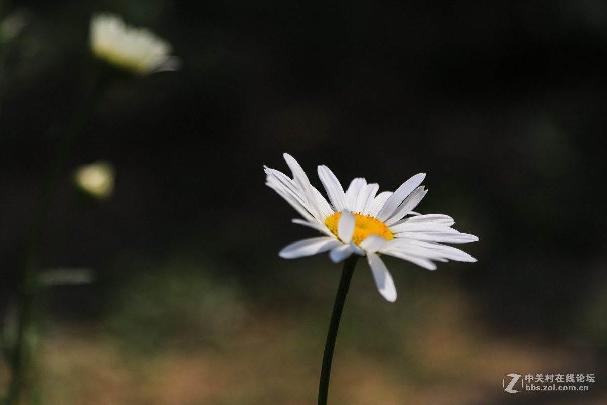 #佳能月赛-人间四月天#   小花