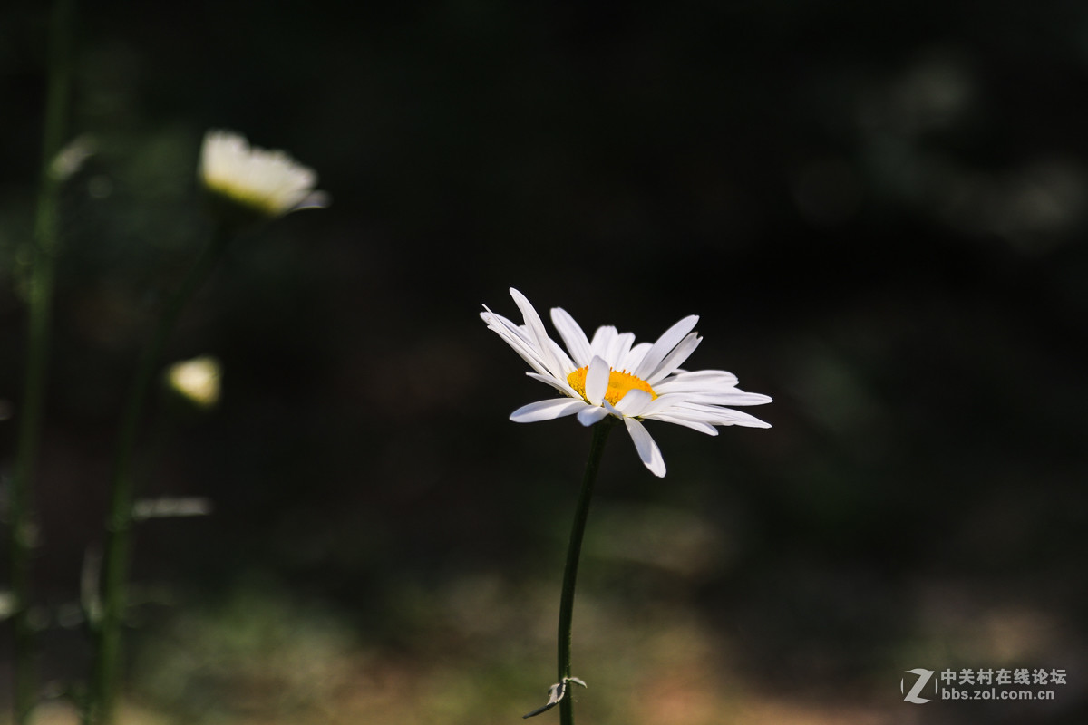 #佳能月赛-人间四月天#   小花