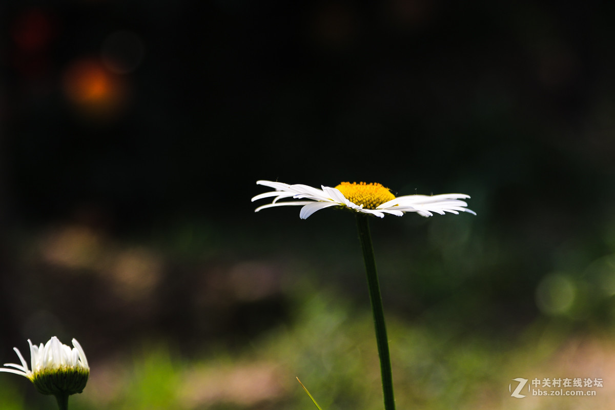 #佳能月赛-人间四月天#   小花