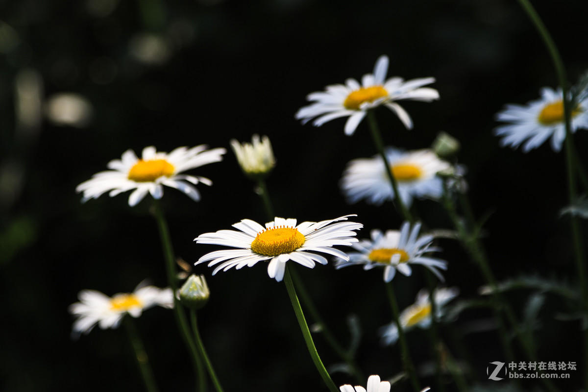 #佳能月赛-人间四月天#   小花