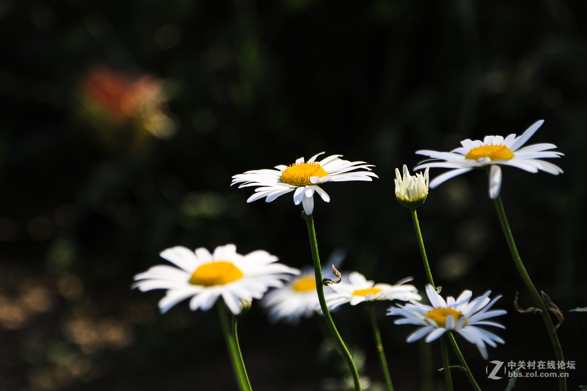 #佳能月赛-人间四月天#   小花