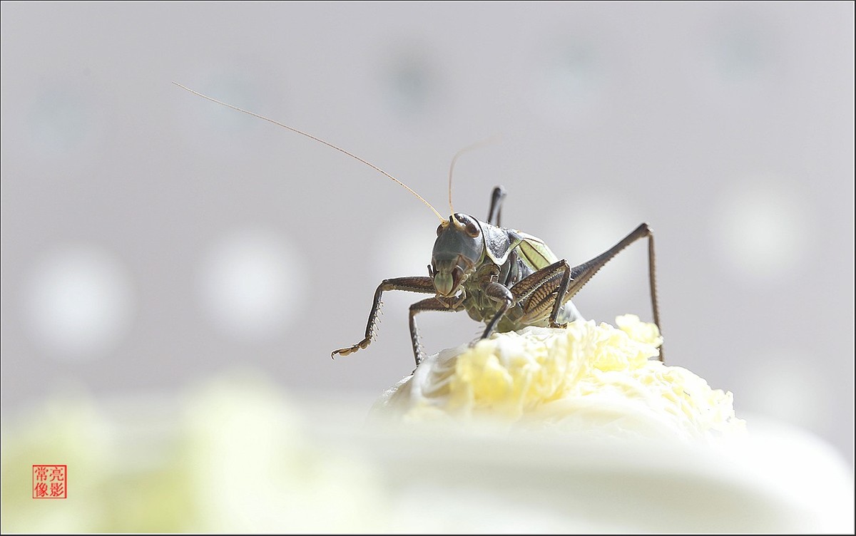 蝈蝈与白菜