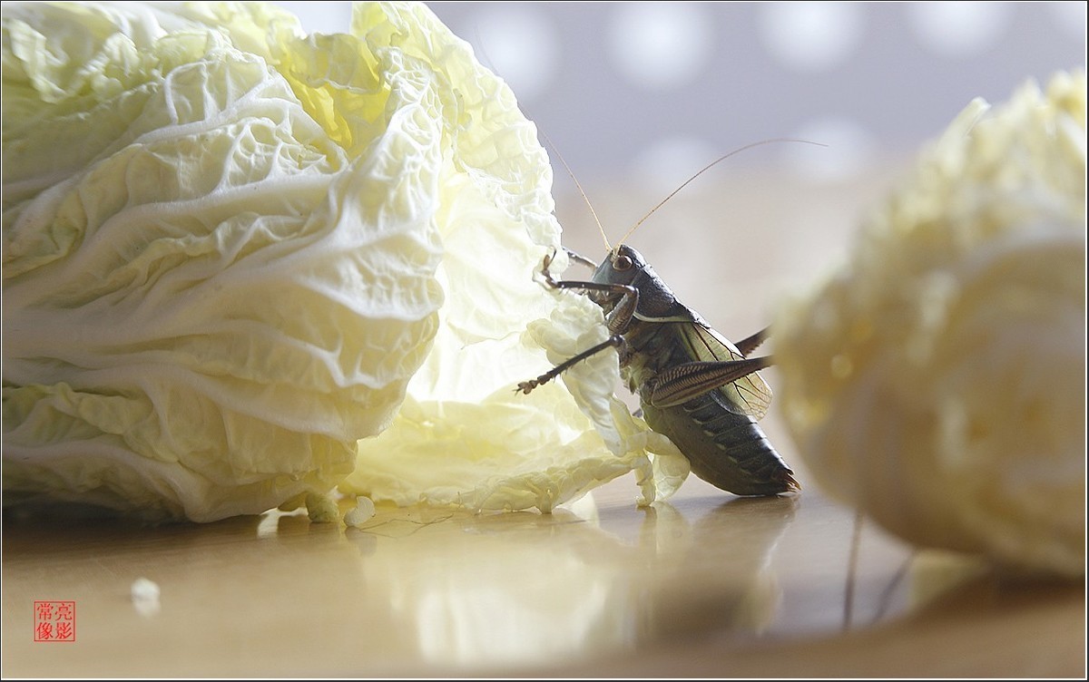 蝈蝈与白菜