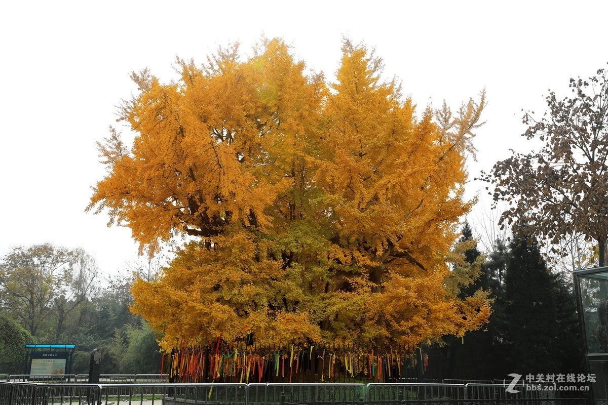 陕西古木保护第一号---周至楼观台2500年前银杏树