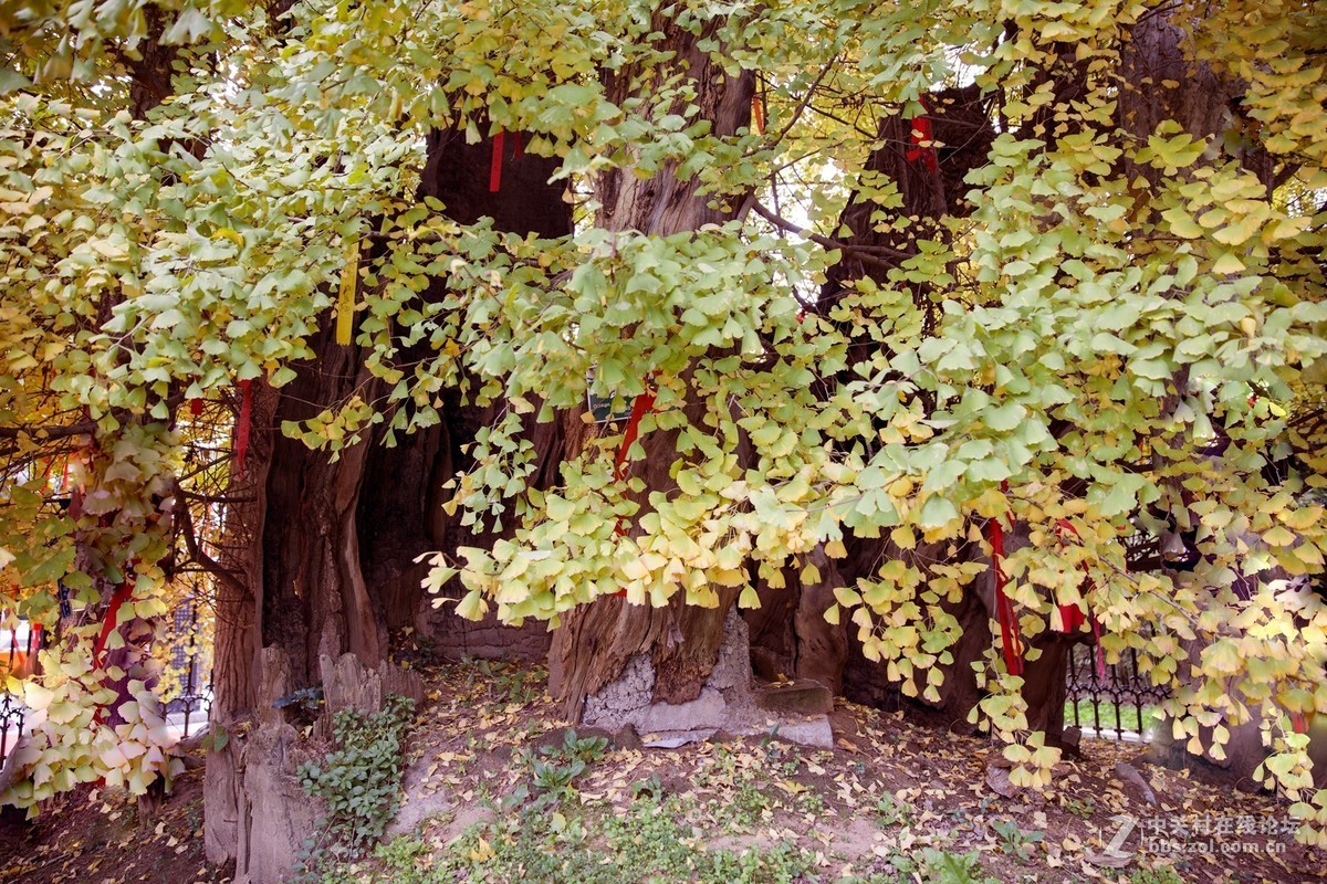 陕西古木保护第一号---周至楼观台2500年前银杏树