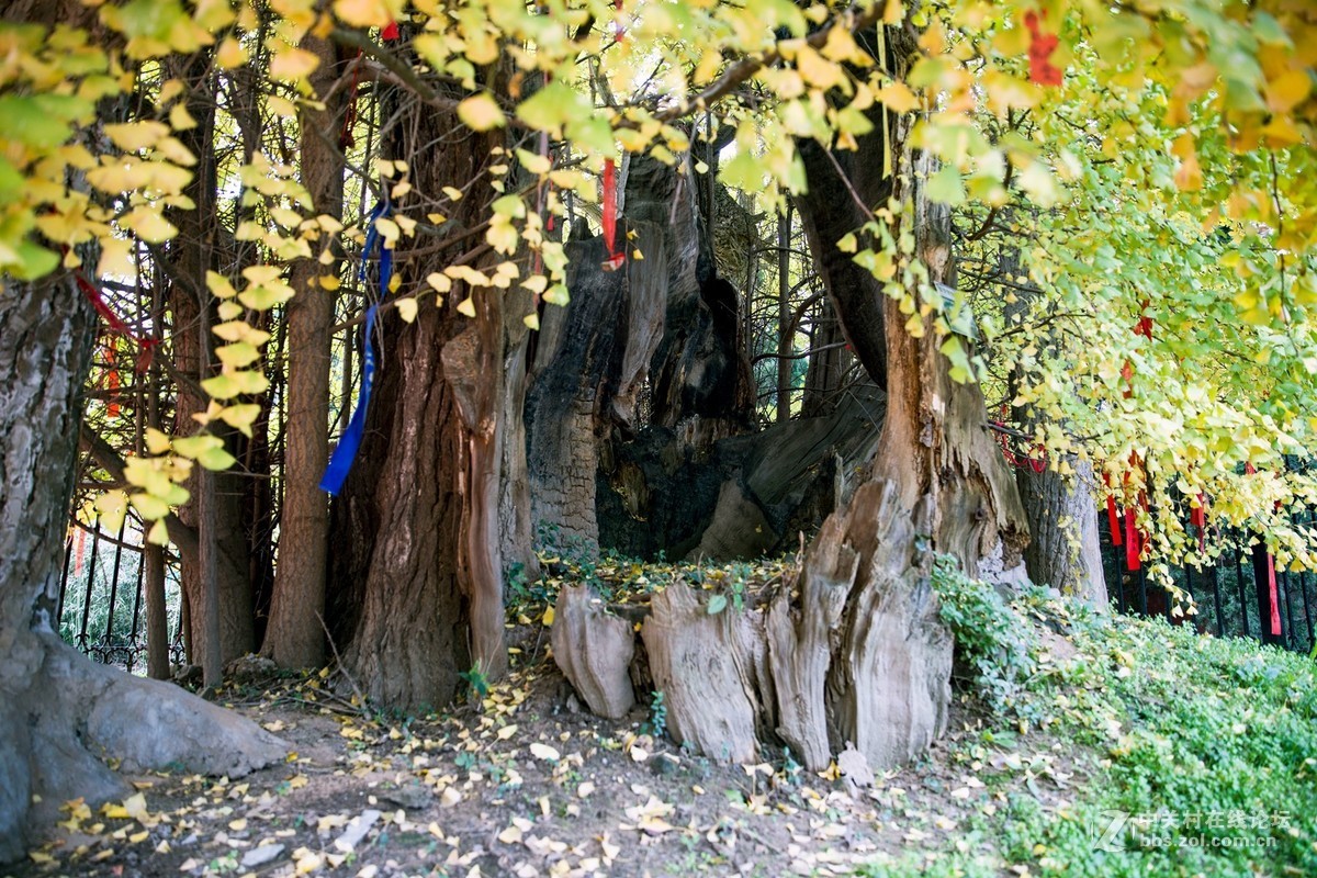 陕西古木保护第一号---周至楼观台2500年前银杏树
