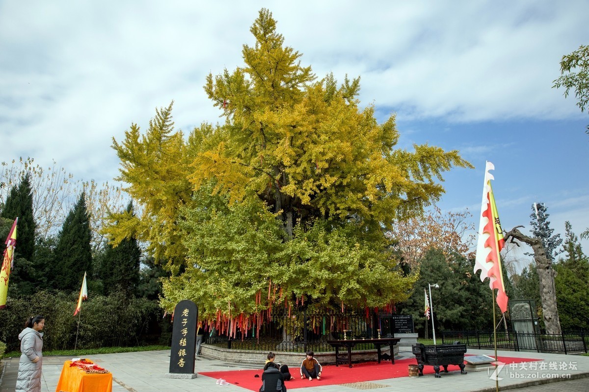 陕西古木保护第一号---周至楼观台2500年前银杏树