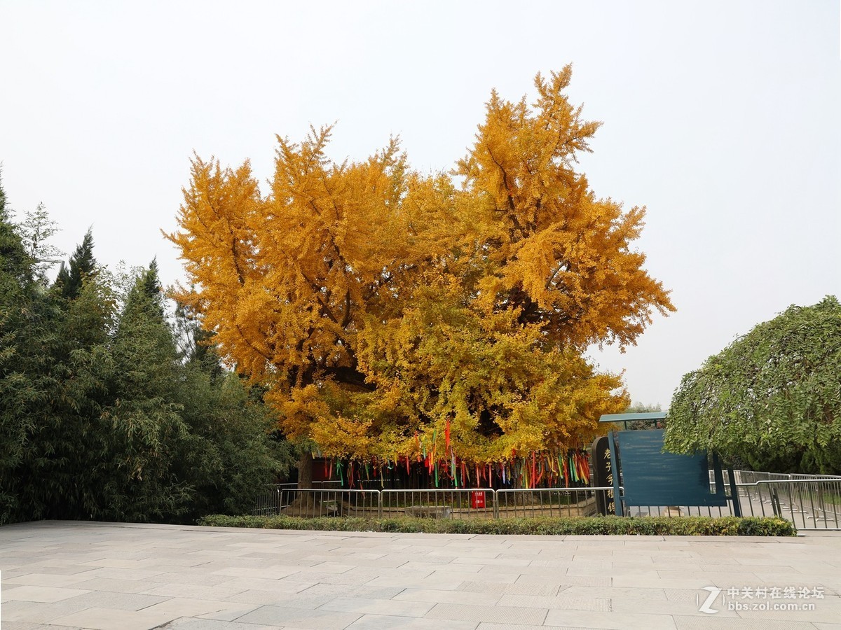 陕西古木保护第一号---周至楼观台2500年前银杏树