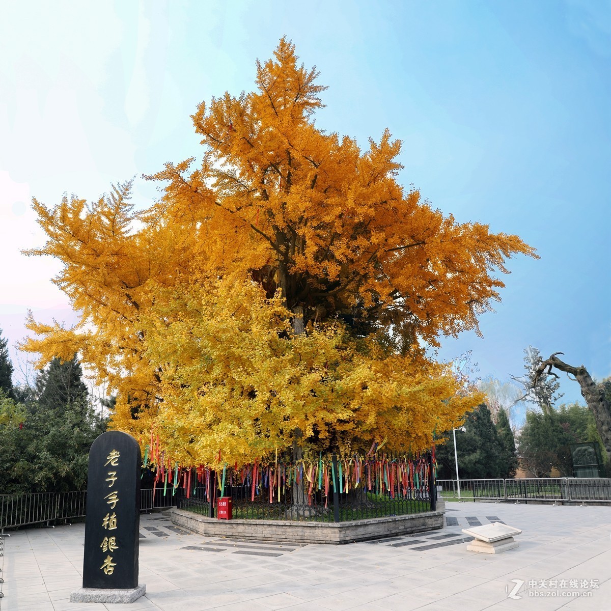 陕西古木保护第一号---周至楼观台2500年前银杏树