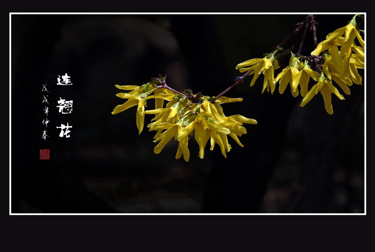 金灿灿的连翘花