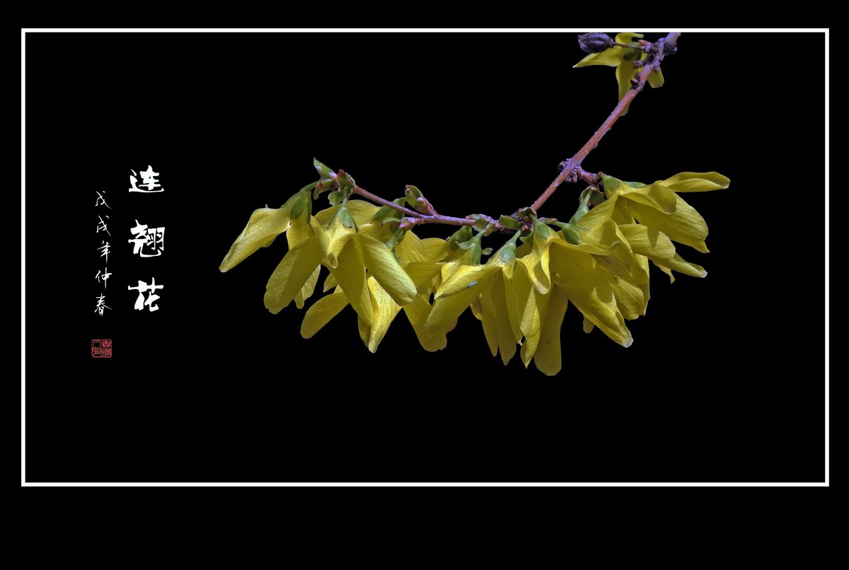 金灿灿的连翘花