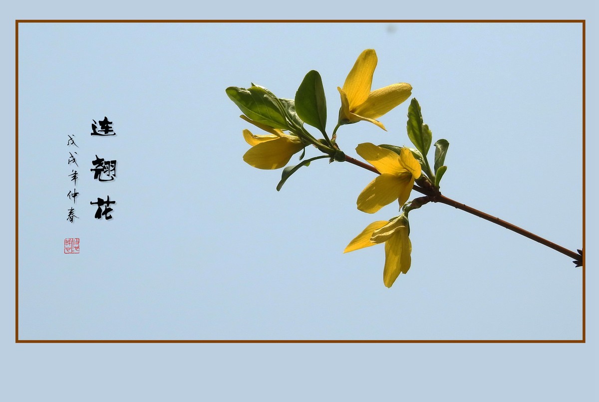 金灿灿的连翘花