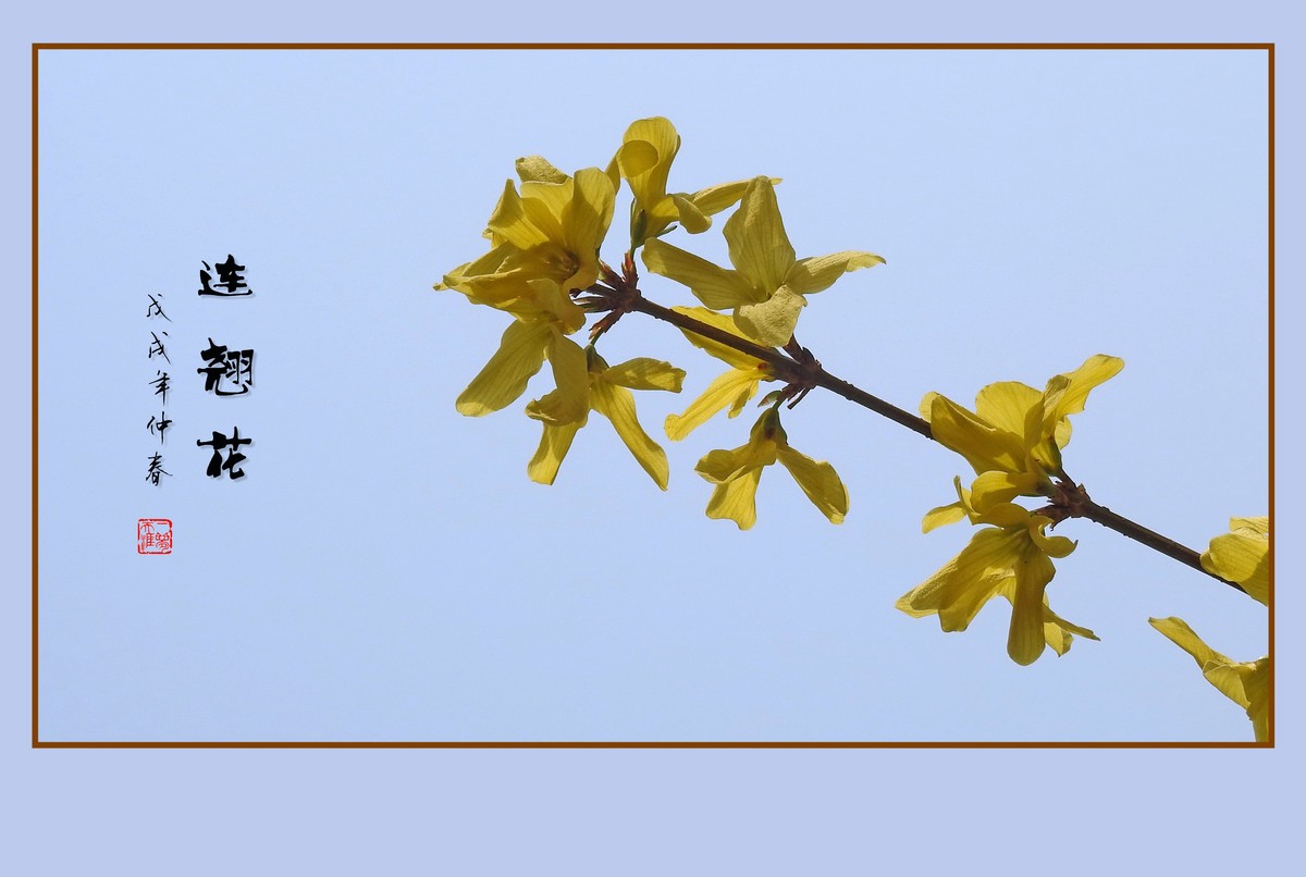 金灿灿的连翘花