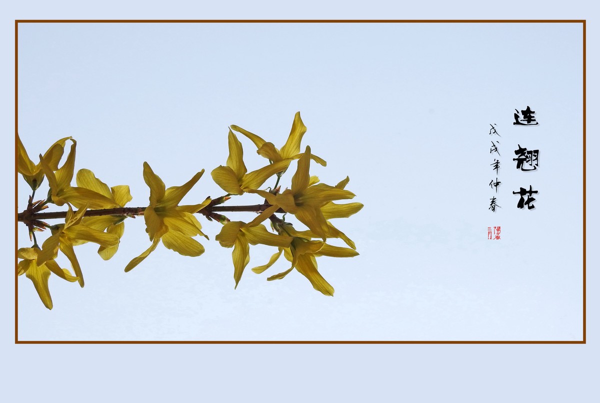 金灿灿的连翘花