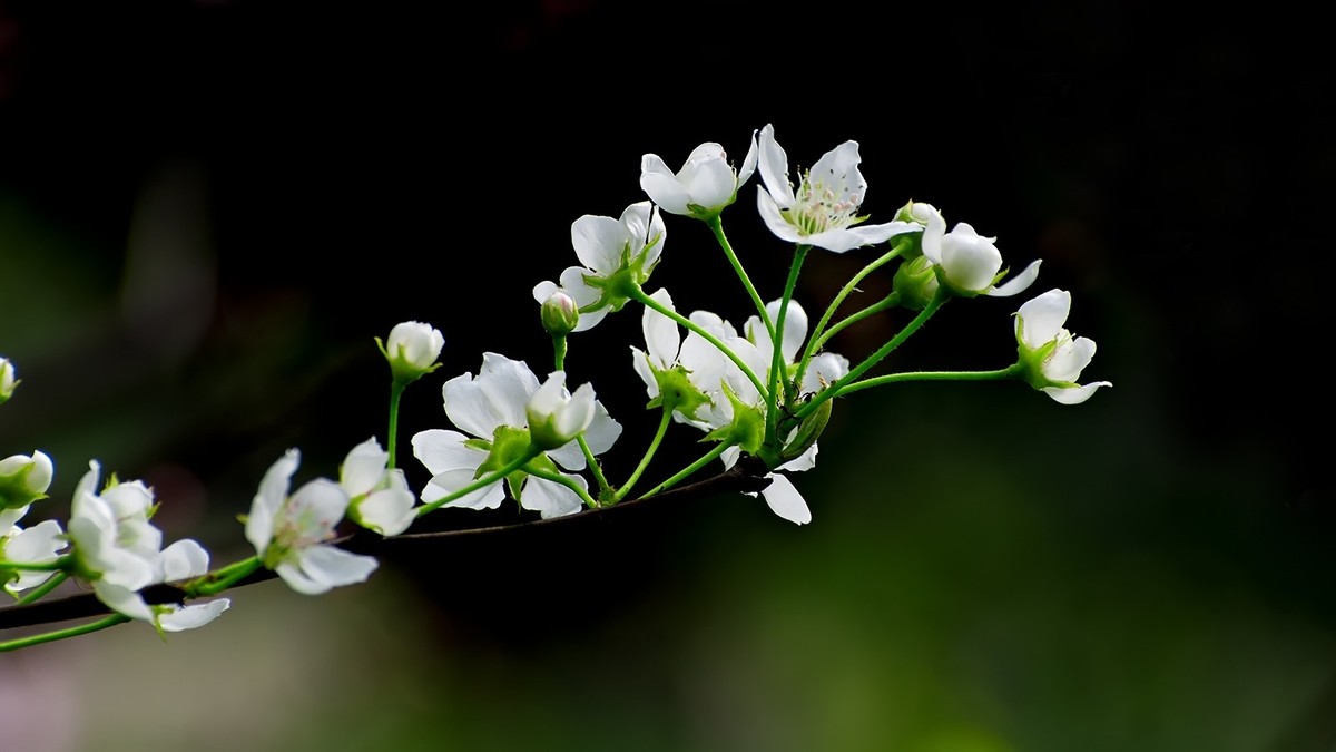 一组白色的梨花