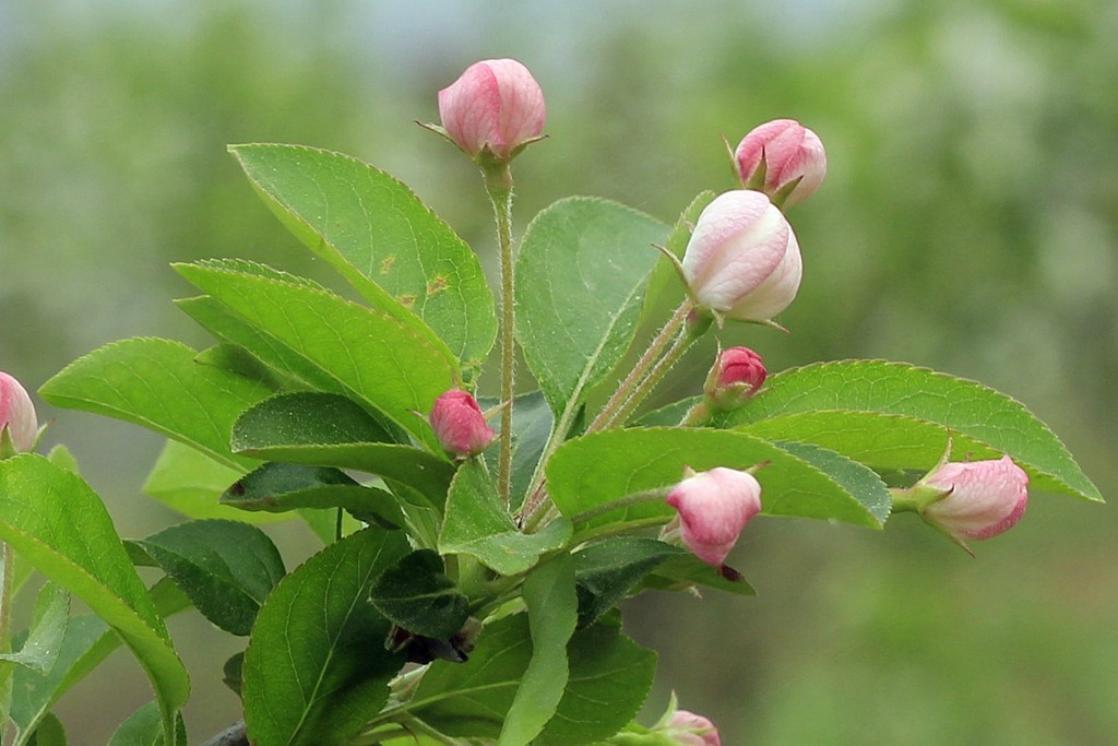 苹果花开了