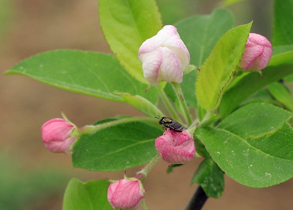 苹果花开了