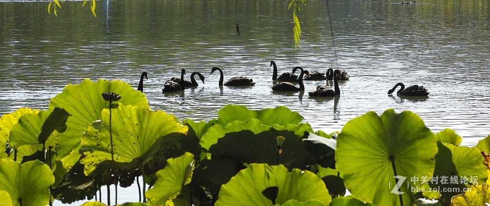 香河一城文化艺术节