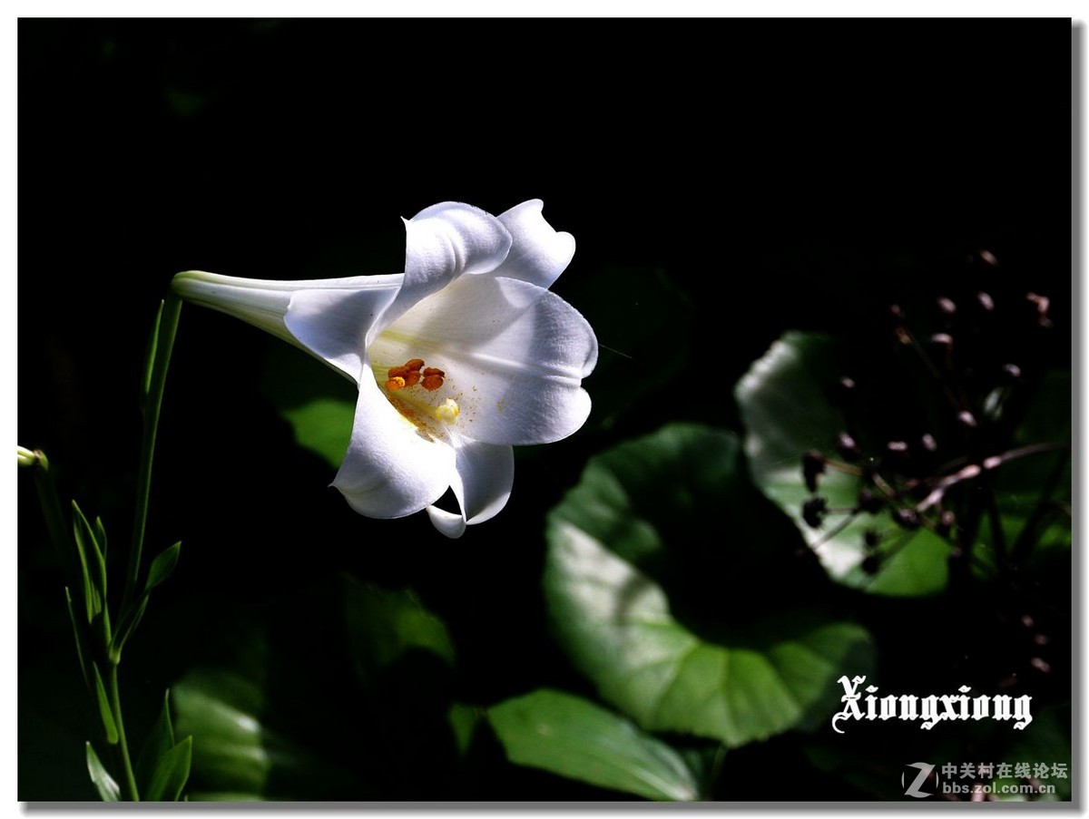 冲绳岛的花随拍