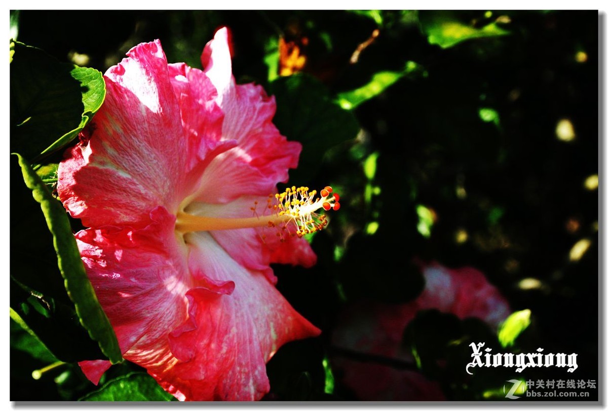 冲绳岛的花随拍