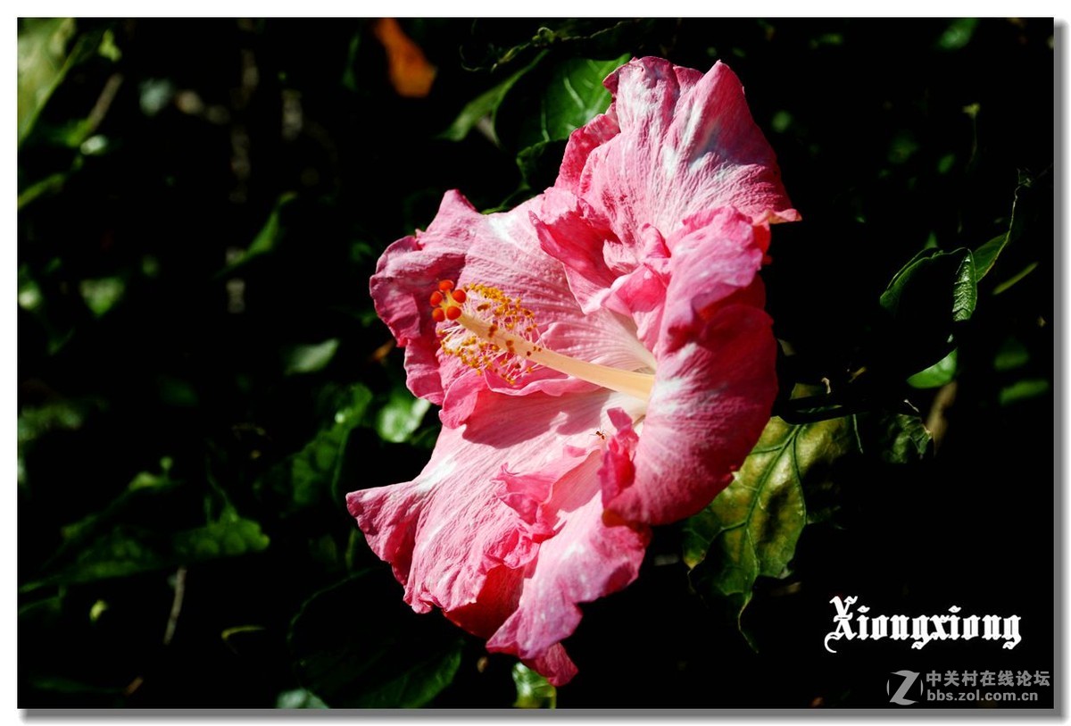 冲绳岛的花随拍