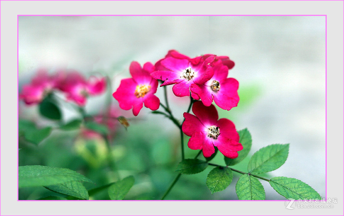 蔷微花