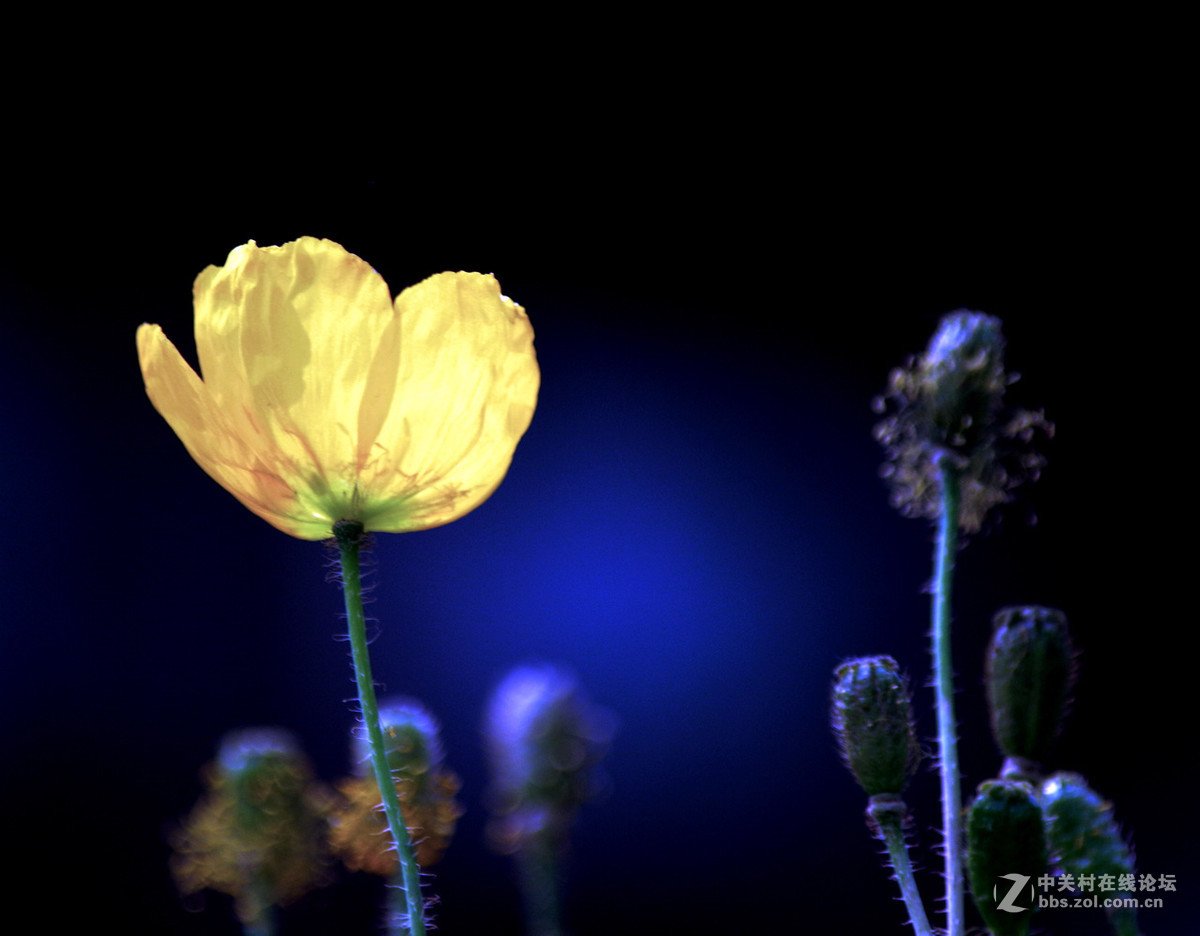 众里寻它千百度