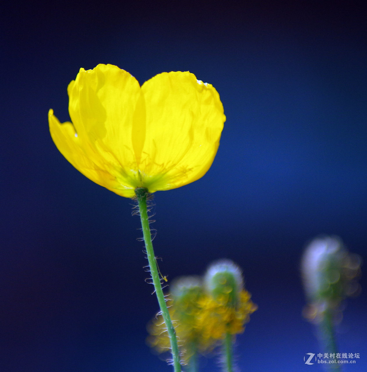 众里寻它千百度