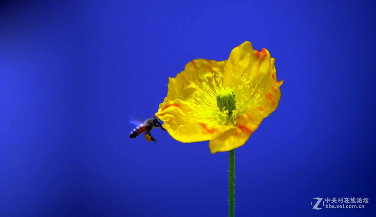 众里寻它千百度