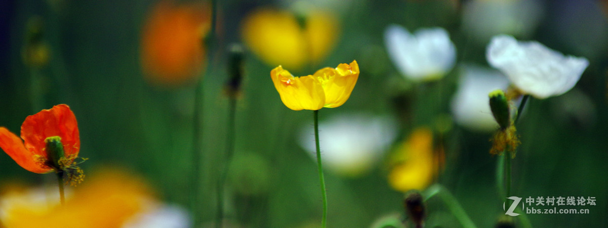 众里寻它千百度