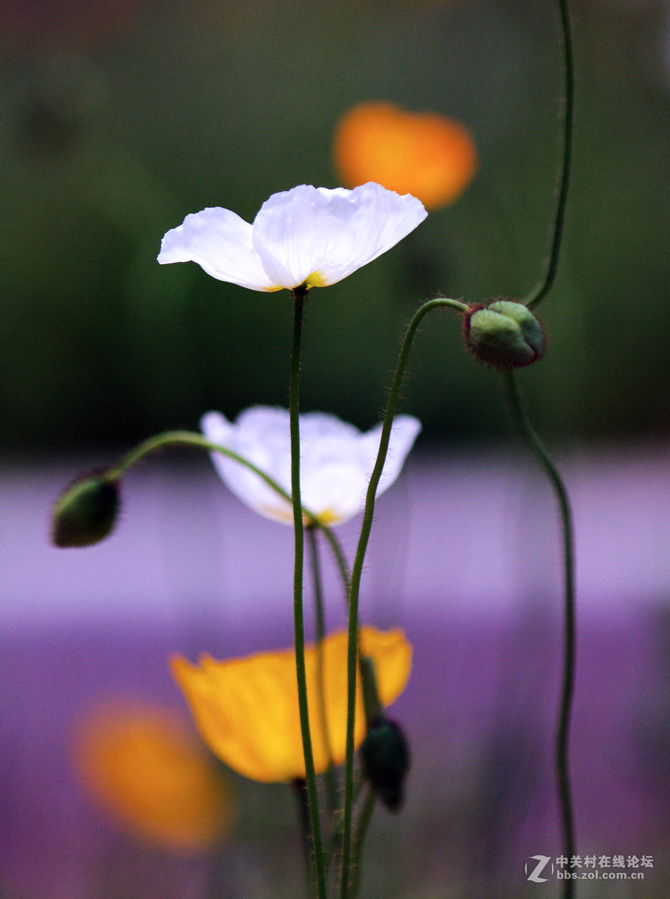 众里寻它千百度