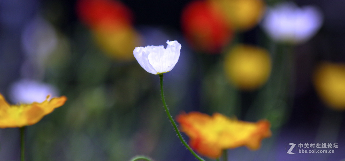 众里寻它千百度