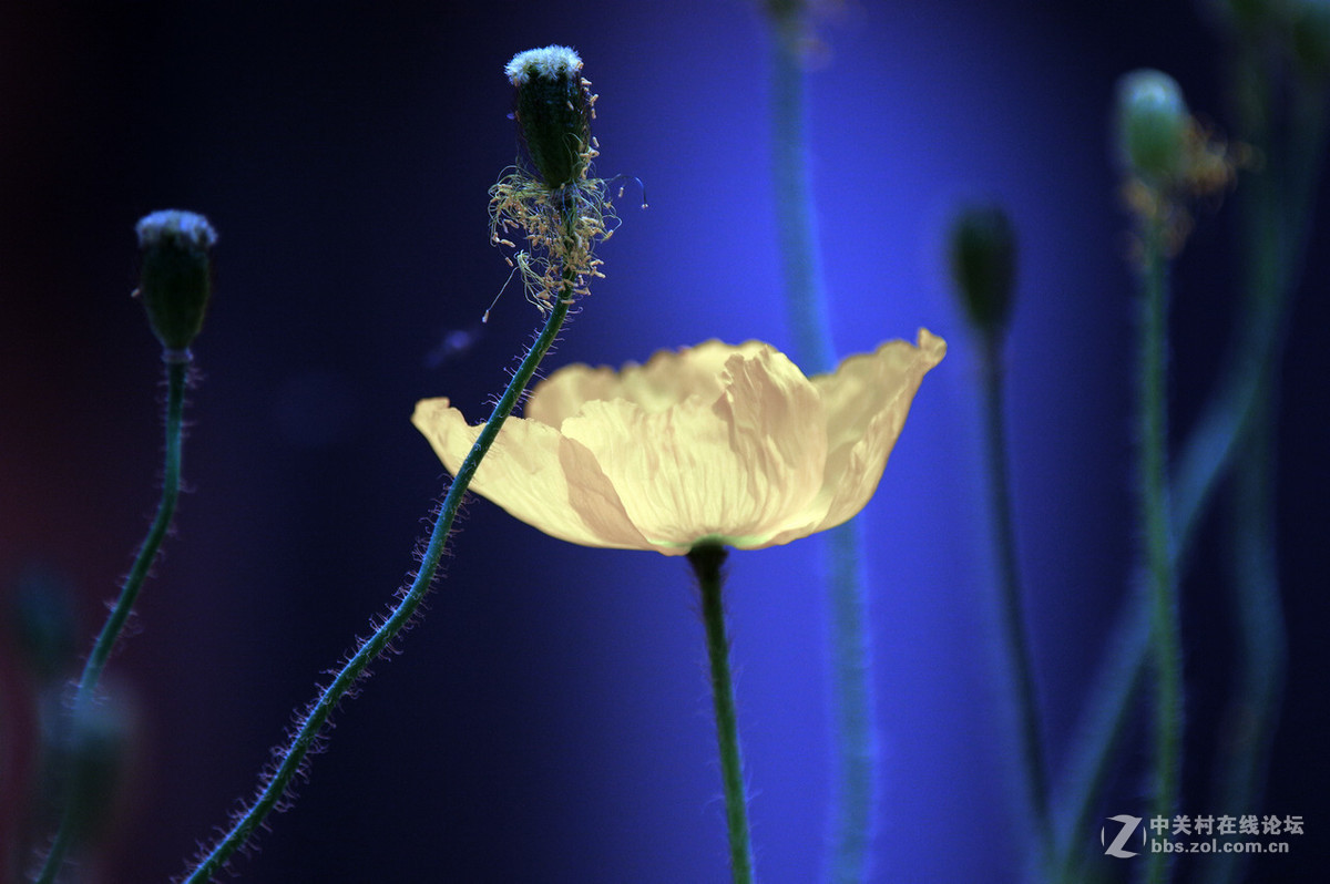 众里寻它千百度