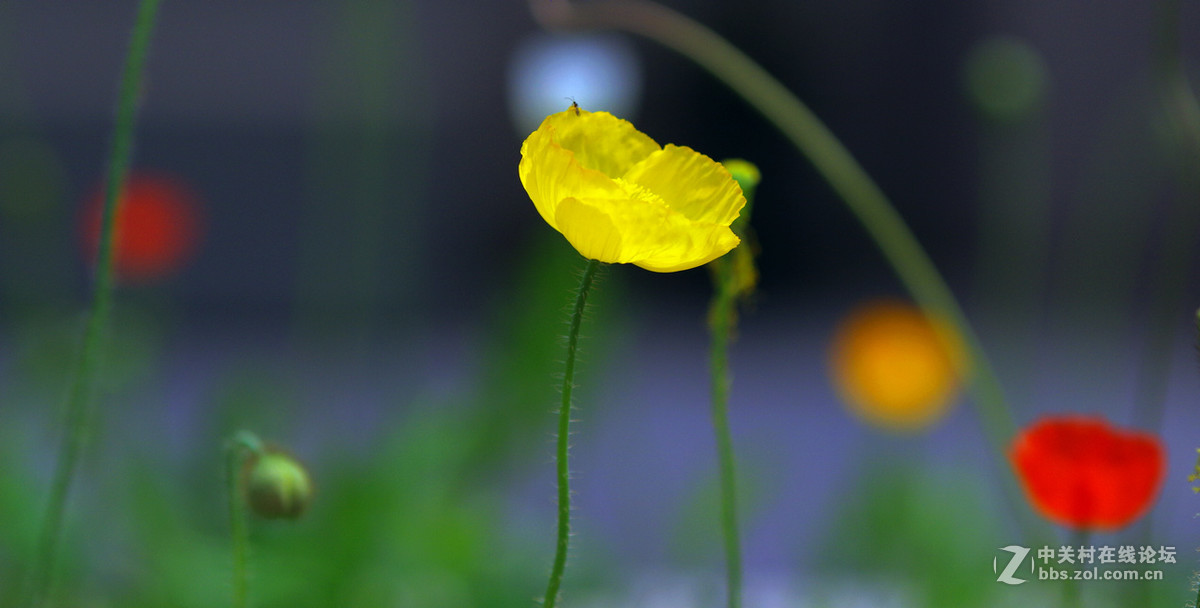 众里寻它千百度