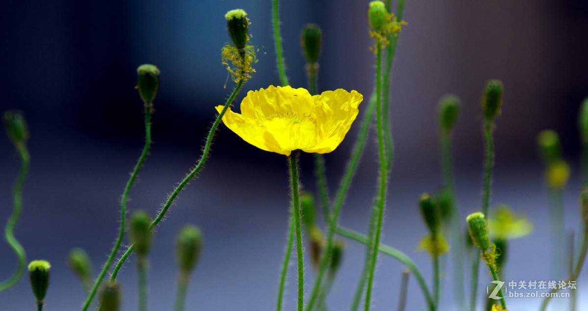 众里寻它千百度