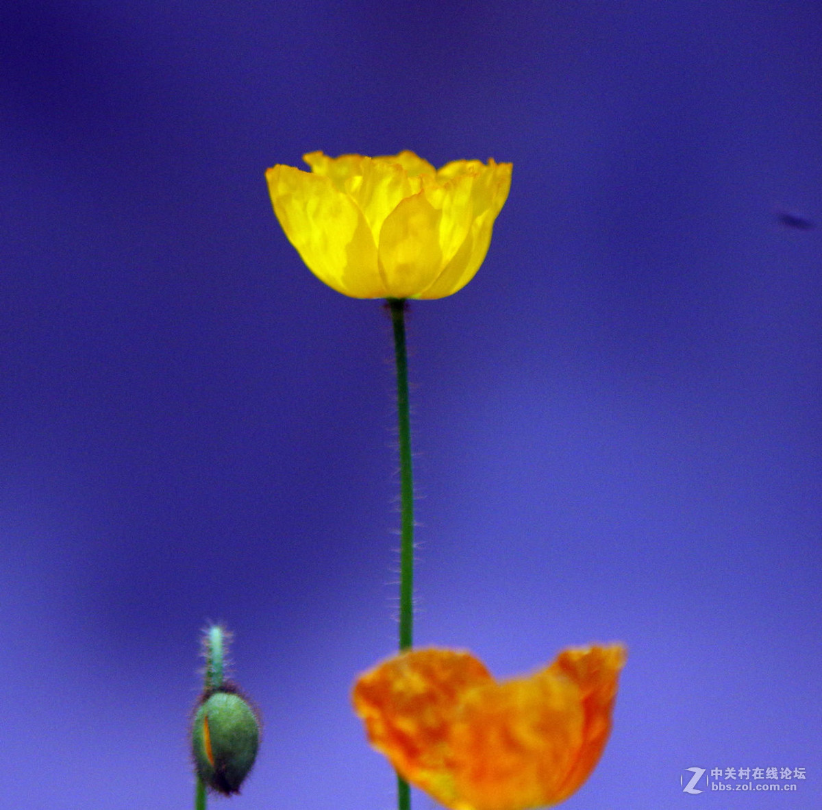 众里寻它千百度