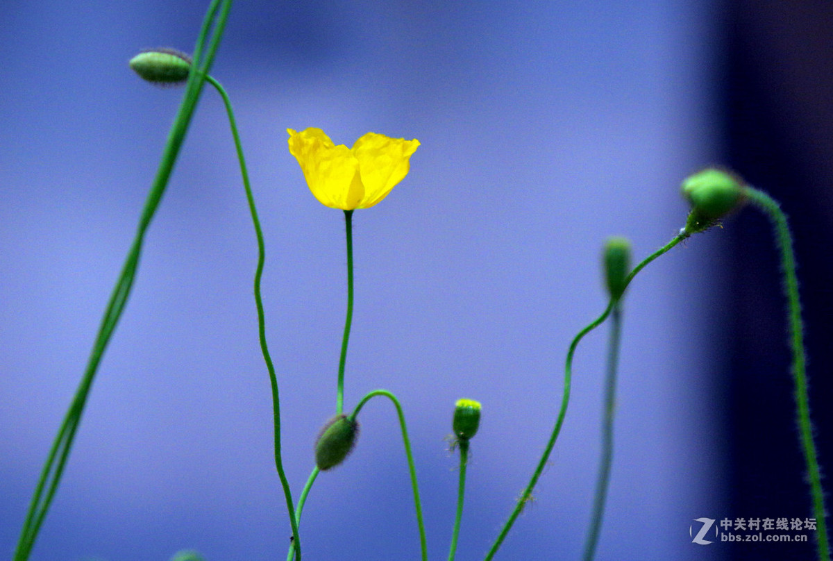 众里寻它千百度