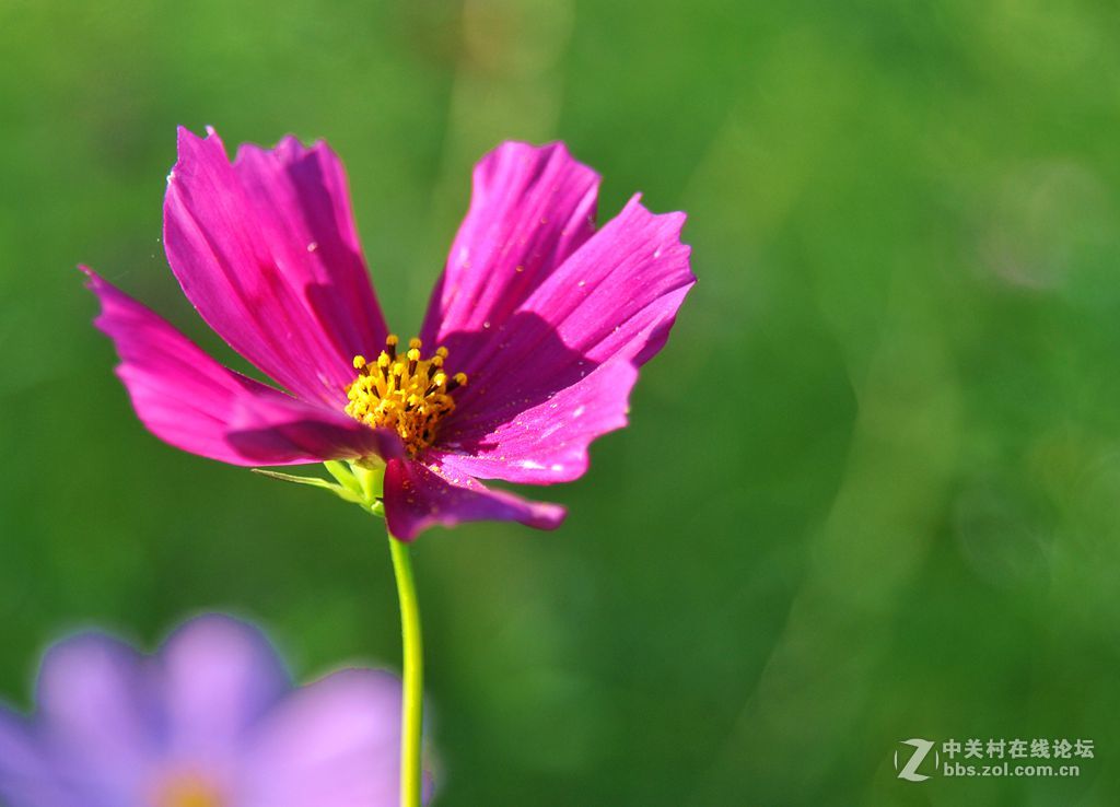 随拍格桑花北方扫帚梅