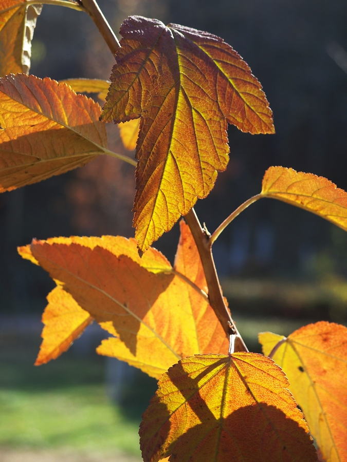 感受875迷人的色彩------再次向yuanbaojun好友致谢