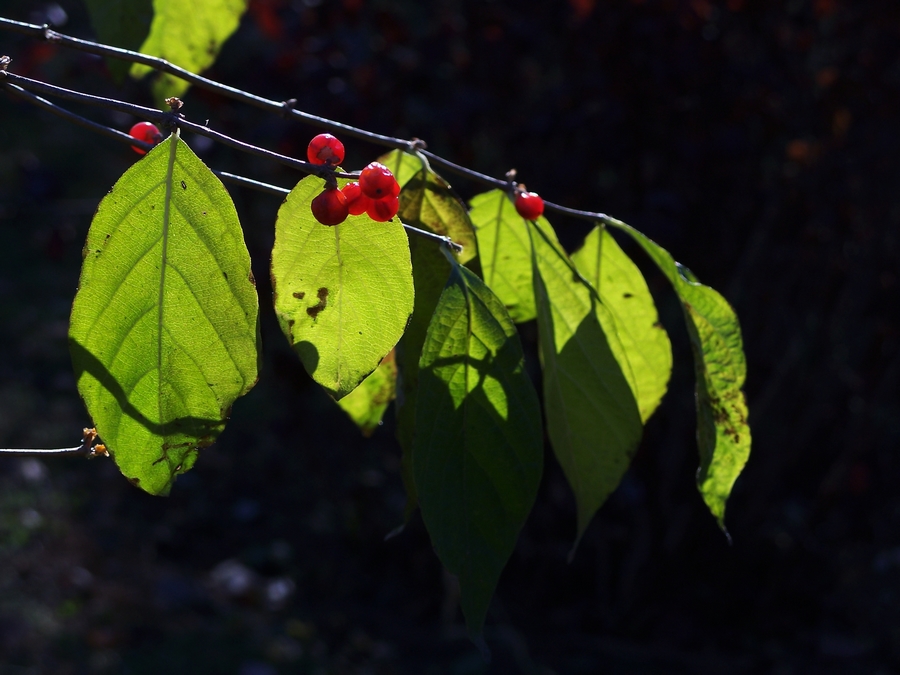 感受875迷人的色彩------再次向yuanbaojun好友致谢
