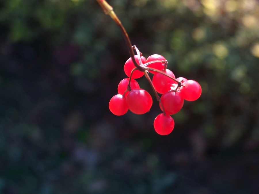 感受875迷人的色彩------再次向yuanbaojun好友致谢