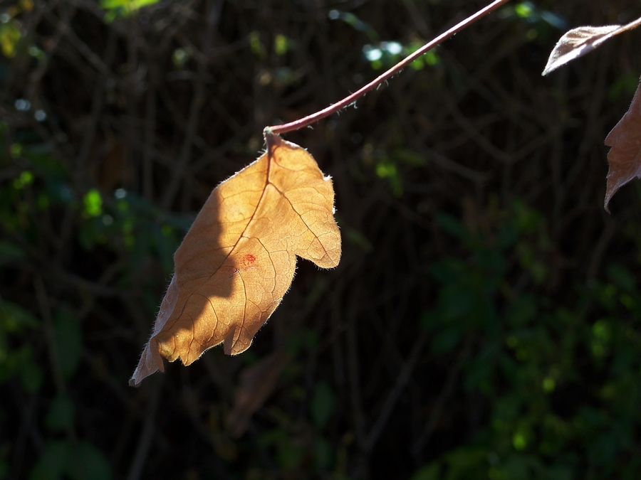 感受875迷人的色彩------再次向yuanbaojun好友致谢