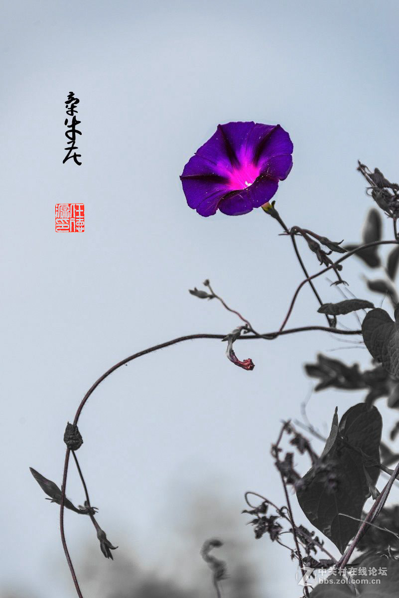 绿蔓如藤不用载，淡青花绕竹篱开