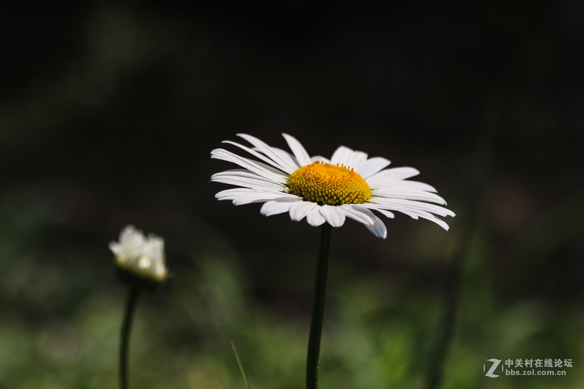 #佳能月赛-人间四月天#   小花
