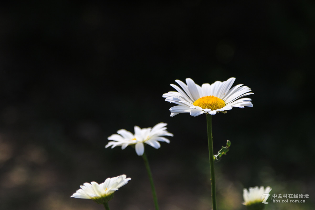 #佳能月赛-人间四月天#   小花