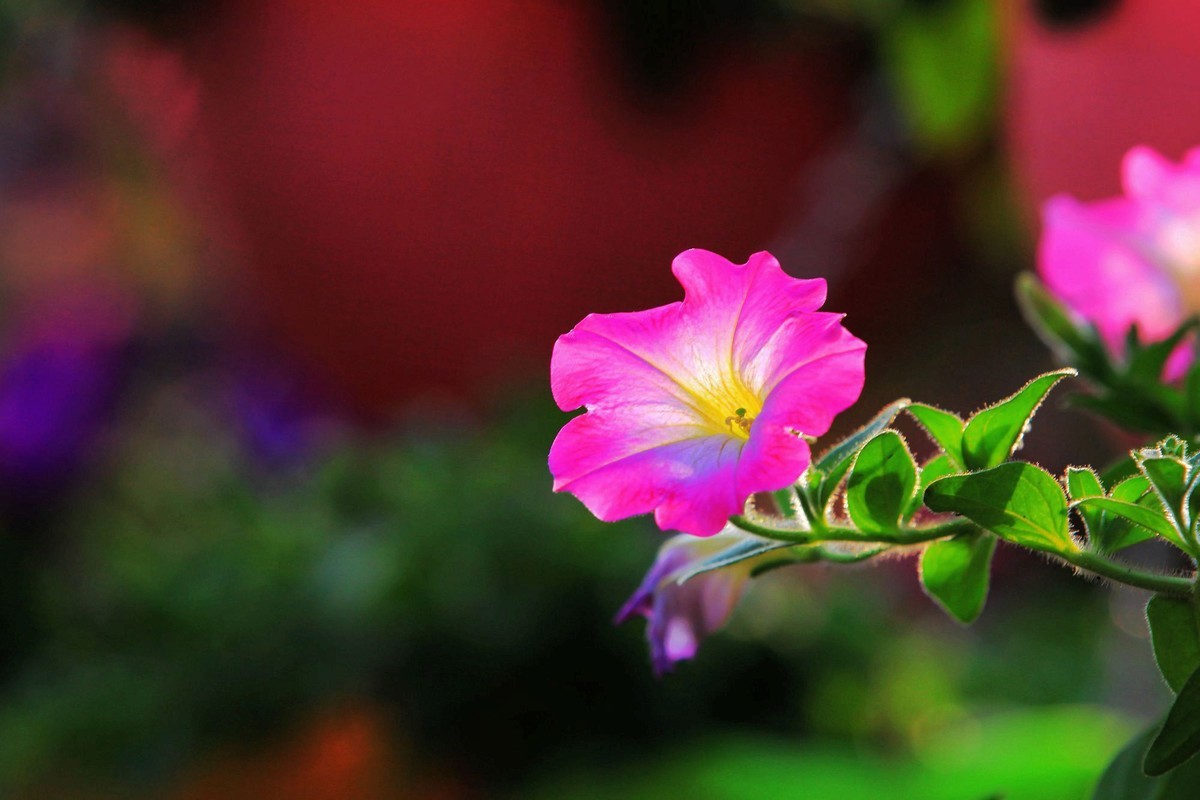 花卉16