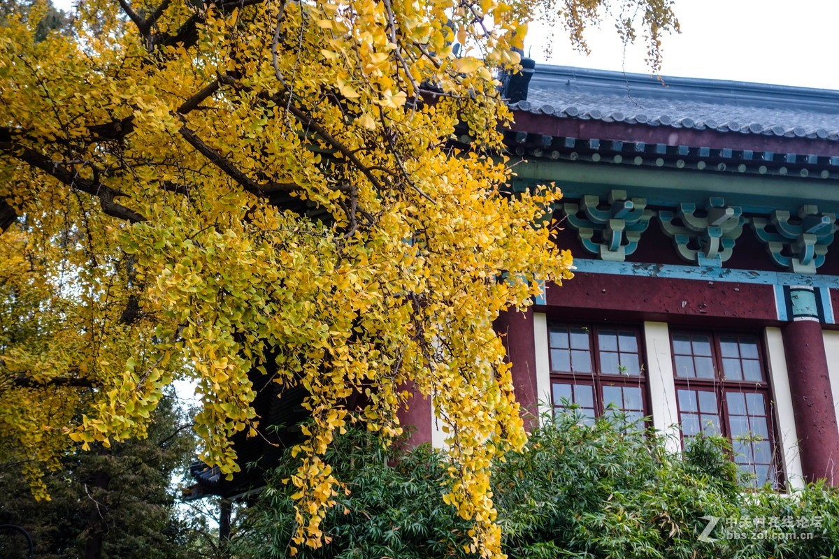 南京师范大学秋色美