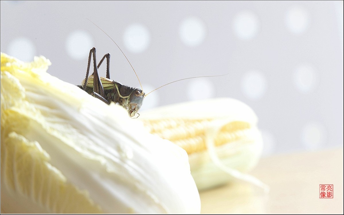 蝈蝈与白菜
